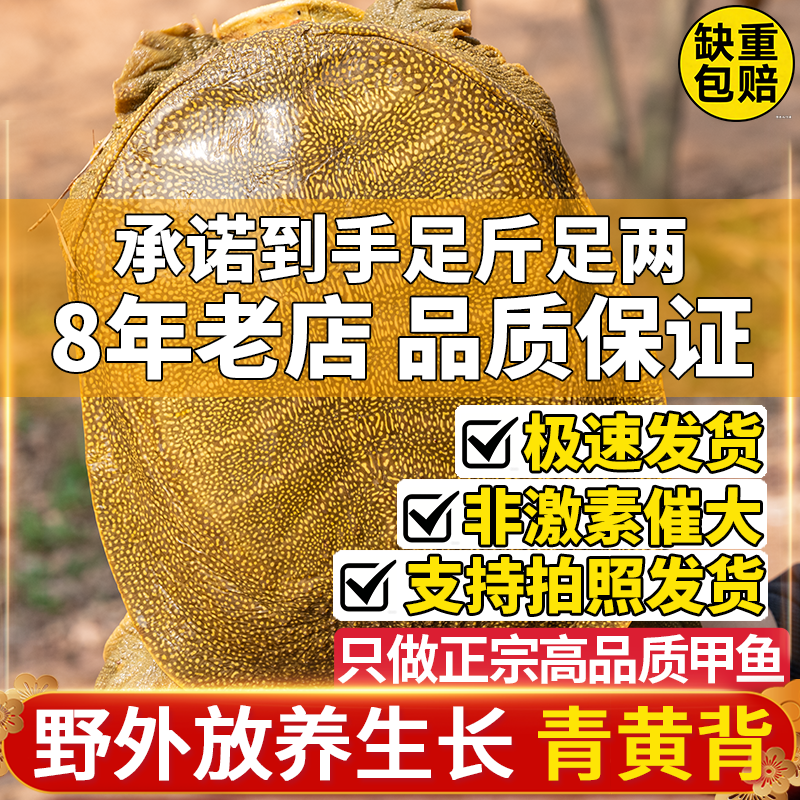 1-6斤大生态外塘甲鱼活体青黄背中华王八团鱼鲜活食用水鱼雌雄鳖,水产肉类/新鲜蔬果/熟食,甲鱼,淘宝优惠券,粉丝福利购,淘宝优惠卷