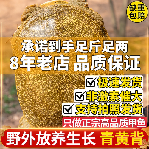 青黄背甲鱼星霜现补现发红烧清蒸