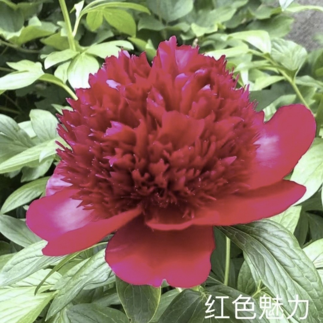 红色魅力进口芍药现挖现发菏泽原产地直发。