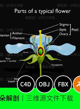 花朵解剖3D模型blender建模C4D素材OBJ文件植物雌雄蕊萼片瓣1767