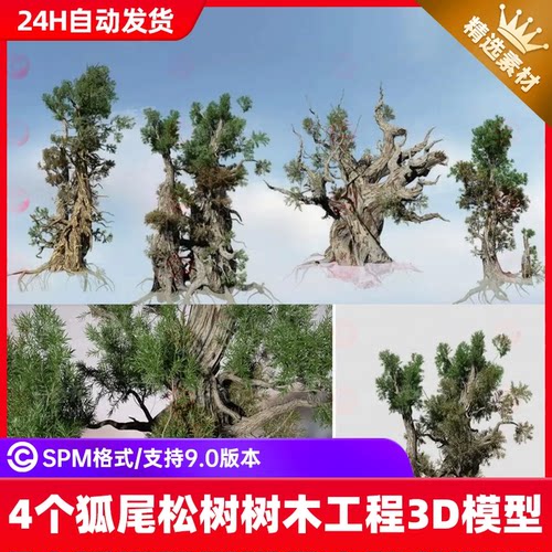 Speed Tree写实狐尾松树树木大树3D模型SpeedTree工程文件ue5素材