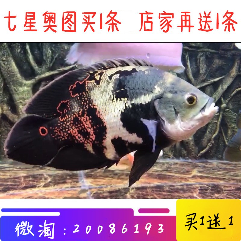野图生地图鱼七星奥图鱼苗阿拉盖亚大黄蜂纳内玛拉诺奥里诺科野图