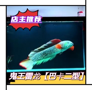 幻彩蓝宝石雷龙鱼幻红酒红血斑一型阿萨姆奶茶鬼王巴卡七彩彩虹鱼