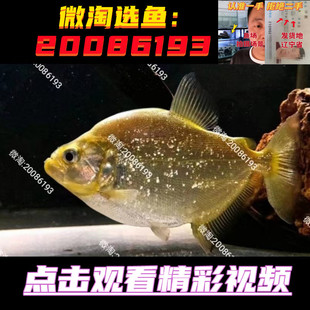 旧金山黄钻凶猛鱼 S属单养 淡水热带猛鱼大型热带观赏鱼 顺丰包邮