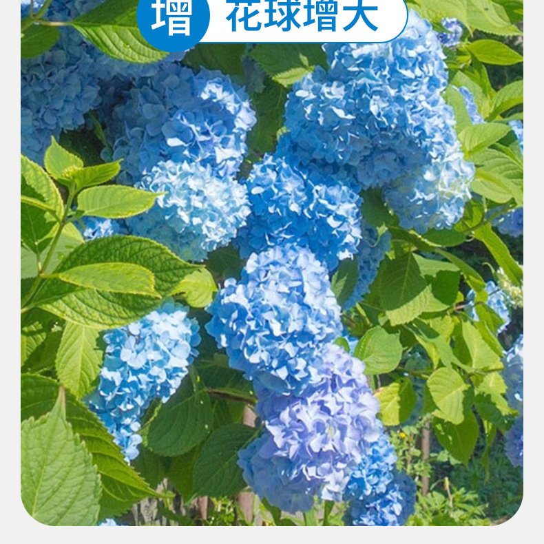 绣球营养液家用室内盆栽专用型绿植花卉植物调蓝花肥料HB18