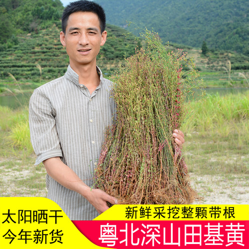 田基黄野生500g新鲜晒干全颗带根地耳草田边菊寸金草七寸金新鲜晒 - 封面