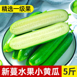 寿光蔬菜水果小黄瓜5斤生吃荷兰无刺黄瓜青瓜清脆现摘包邮