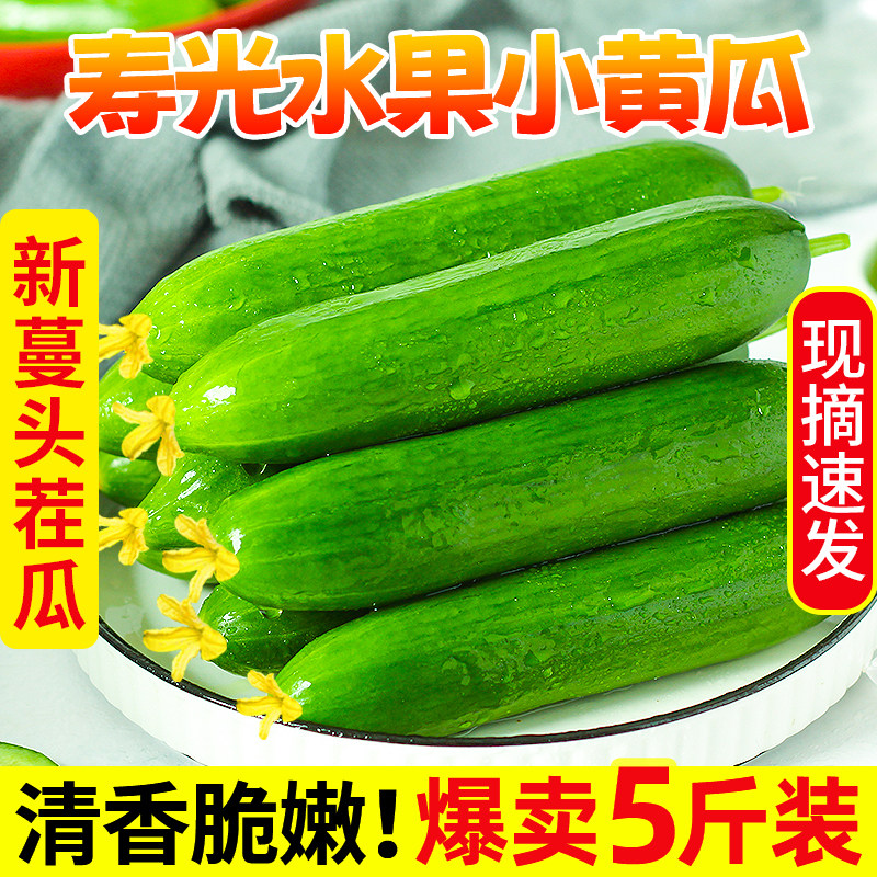 寿光蔬菜水果黄瓜生吃脆新鲜5斤青瓜荷兰当季无刺小黄瓜现摘包邮怎么看?