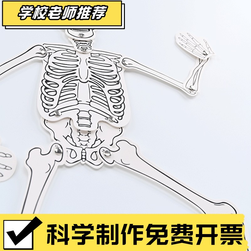自制人体骨骼 手工DIY科技小制作骨头拼装认知幼儿园器材料包XA19