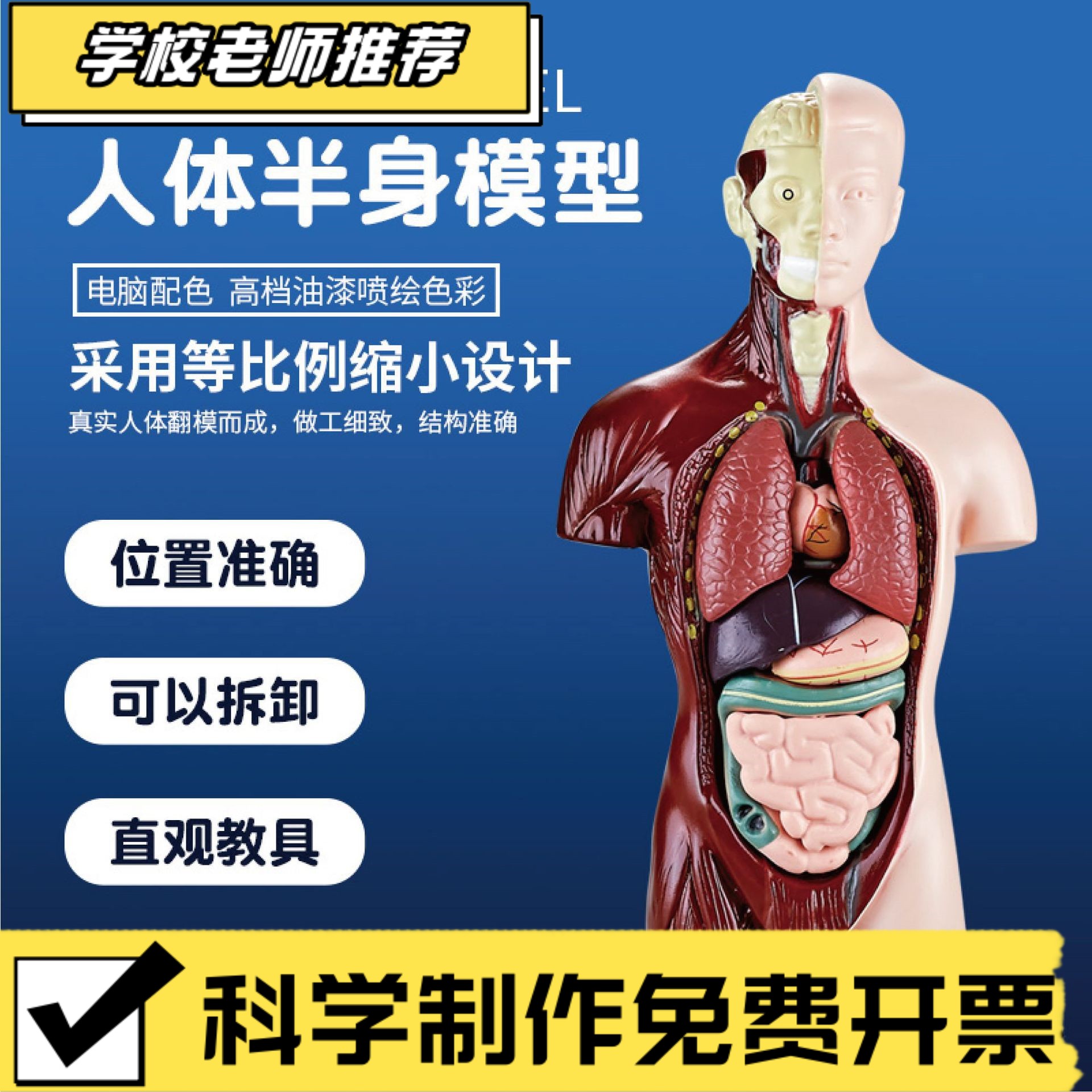 玩具早教人体器官骨骼模型套装科教中小学生DIY组装儿童益智CX36