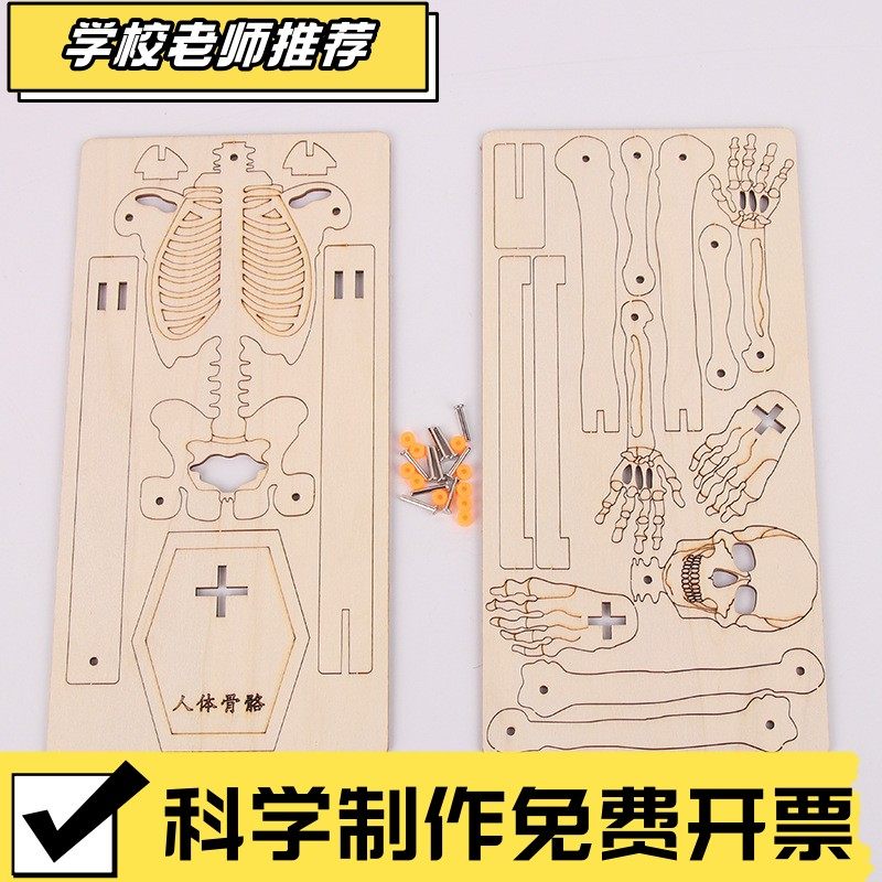 科技小制作人体骨骼模型DIY物理科学小实验小学生手工拼装玩CX13