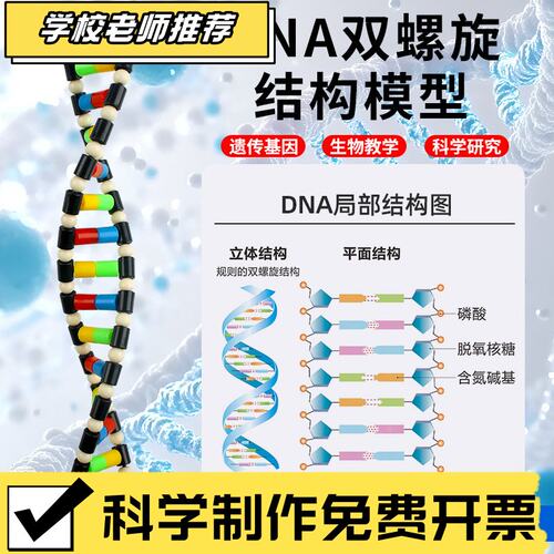 状元教育|DNA分子双螺旋结构模型CGAT碱基对手工DIY小制作遗传基