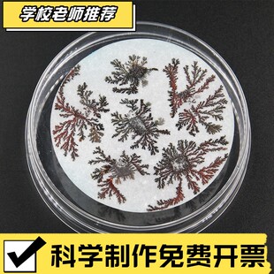 铁树开花科学实验儿童手工diy科技小制作学生化学材料包益智CX03