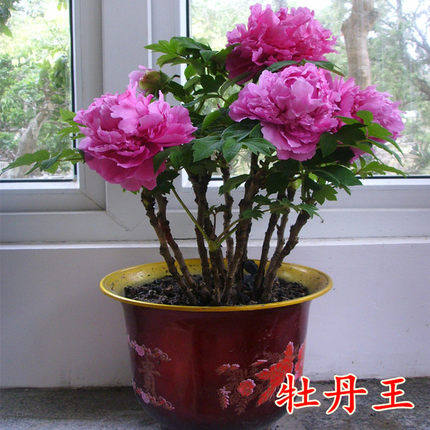 37.8元3棵5年洛阳牡丹花苗盆栽花卉观花植物室内花庭院阳台四季开