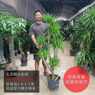 老桩龙血树龙须树三头五头多头多叉分枝室内大气高大大型绿植盆栽