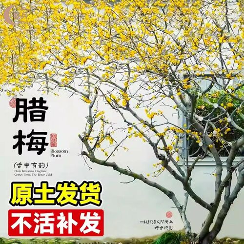 素心腊梅老桩盆栽带花苞植物阳台