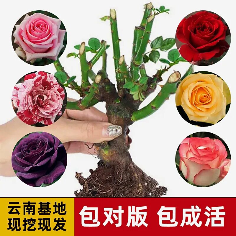 开花正宗玫瑰花苗浓香型月季花阳图片