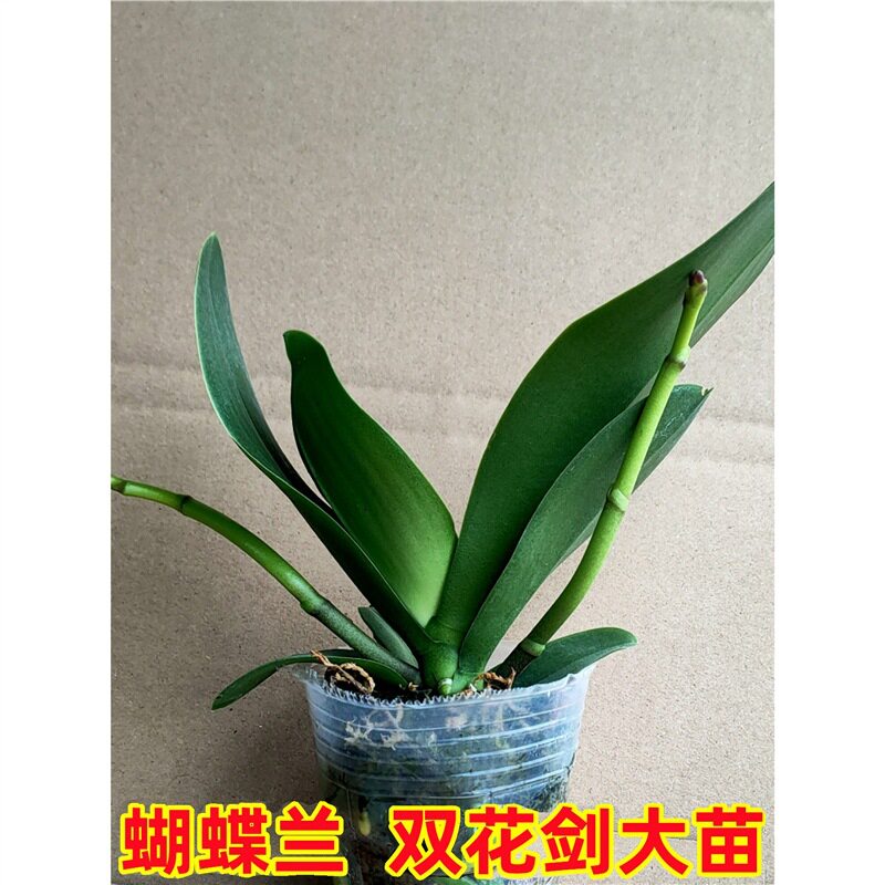 双花剑蝴蝶兰盆栽兰花大苗带花剑带花苞室内花好养易成活