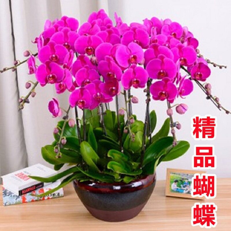 蝴蝶兰花苗带花剑客厅室内四季盆