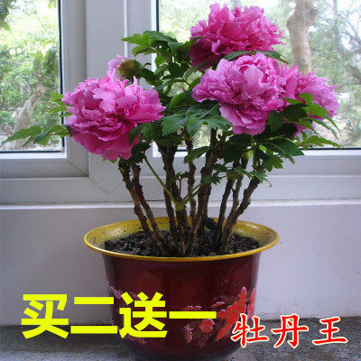 正宗洛阳观赏牡丹花苗盆栽室内植物绿植大苗开花不断四季庭院花卉