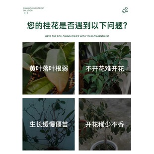 桂花树肥料专用肥植物营养液通用型促花花卉浓缩四季桂金桂银桂树