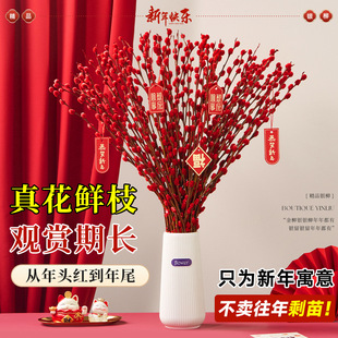 银柳真花鲜枝客厅干花摆件红色年宵花卉水培植物室内干枝红柳鲜花