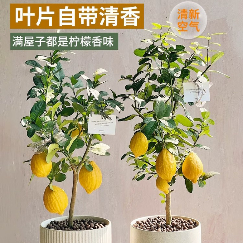 香水柠檬树苗水果盆栽可食用浓香