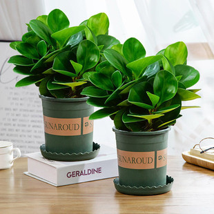 豆瓣绿盆栽碧玉绿萝水培文竹花卉吸烟绿植办公室内新房防辐射甲醛