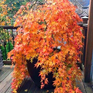 黄金流泉日本枫树流泉红枫日本红枫树黄金流泉苗盆景盆栽花园植物