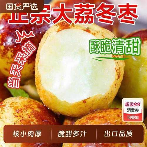 冰糖枣树活苗大果冰糖枣沾化冬甜