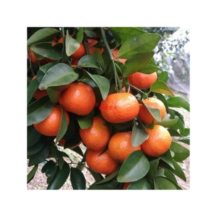 广西正宗嫁接无籽砂糖桔树苗盆栽地栽南北方橘子苗无核果树苗耐寒