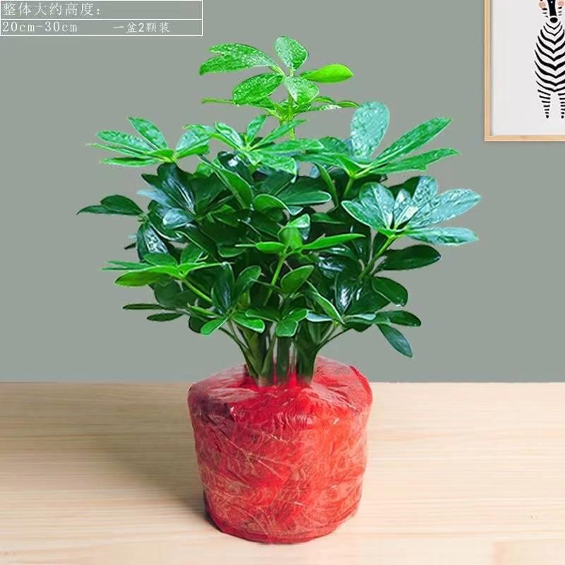 鸭脚木盆栽植物可水培七叶莲老桩