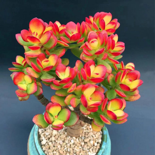 姬红花月红叶老桩玉树多肉植物新