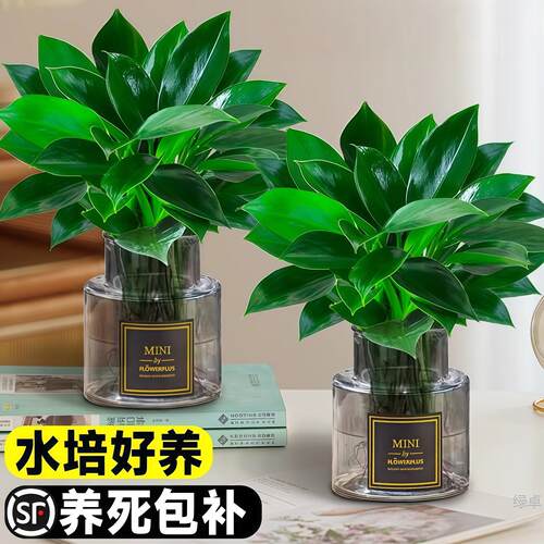 金钻盆栽植物铂金钻黄金葛箩水培