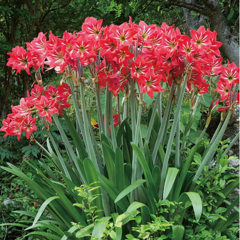 红色球茎 对子莲 南君子兰 室内盆栽 盆景土朱种子种球球根