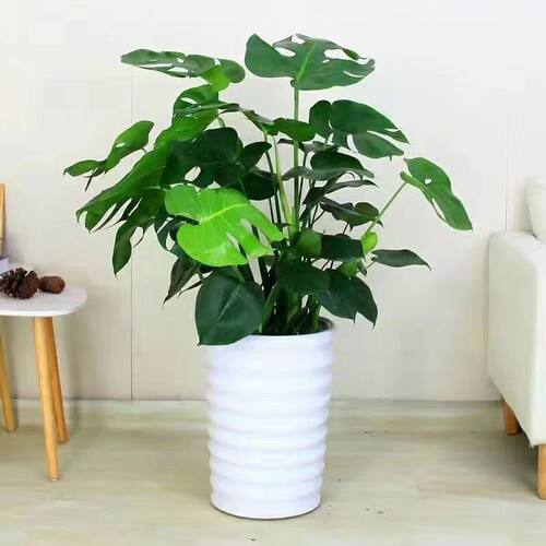 龟背竹盆栽大型绿植大叶土培水培