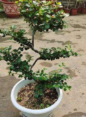 珍珠梅盆栽植物花苗造型花卉平枝