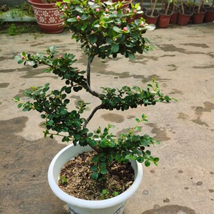 珍珠梅盆栽植物花苗造型花卉平枝栒子带花小盆景阳台室内庭院观花