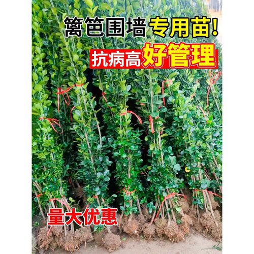 冬青树苗围墙篱笆植物大叶北海道