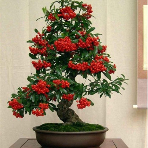 火棘沙棘盆景盆栽树桩老桩绿植观