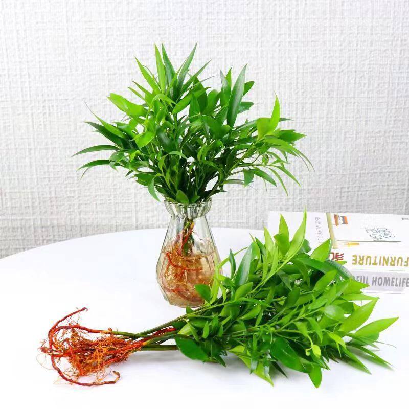 驱蚊水养土培水培植物室内客厅卧室桌面绿植盆栽花卉四季常青