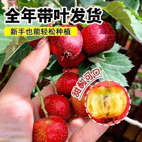 山楂树活苗大五棱无籽山楂当年结