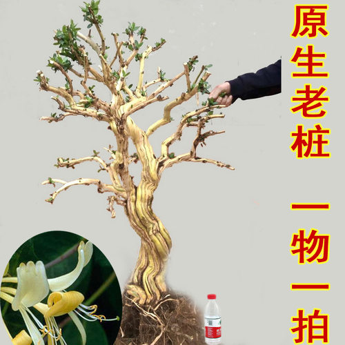 大型金银花盆栽老桩耐寒庭院植物
