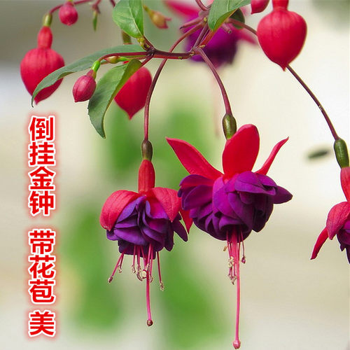 室内花卉盆栽【倒挂金钟盆栽】灯笼花、吊钟海棠 花期长