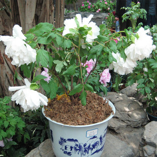 香玉正宗菏泽牡丹花苗阳台盆栽牡丹庭院花卉浓香白色系多分枝