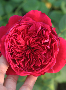 欧月 月季花苗皇家胭脂 灌木浓香庭院阳台盆栽深红色月季多季勤花