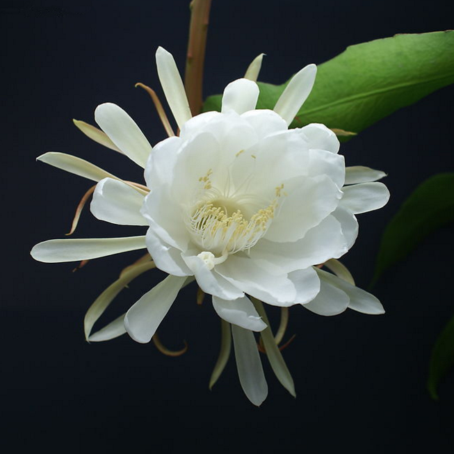 四季常青月下美人白色品种昙花