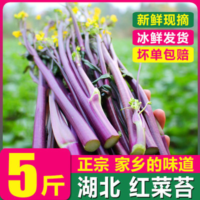 洪湖红菜苔新鲜苔菜正宗湖北武汉洪山红菜薹现摘农家蔬菜顺丰包邮