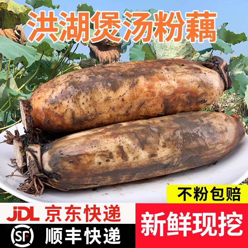 正宗洪湖粉藕新鲜莲藕煲汤九孔藕湖北特产现挖泥藕湖藕面藕3/5斤图片