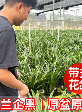 【带花剑】墨兰企黑名贵建兰兰花苗兰草花室内盆栽绿植带花苞好养